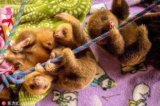 树懒搞笑视频中文版,萌态百出，笑料连连