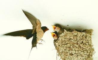 快手燕子照片,镜头下的灵动瞬间